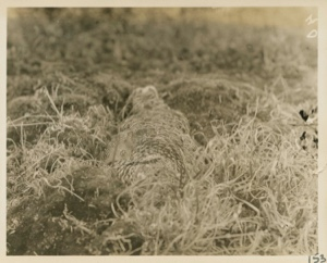 Image: Ptarmigan on the nest